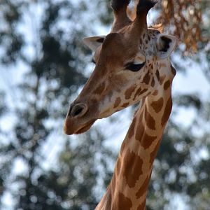 Giraffe at Zoo Santo Inácio