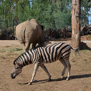 Plains Zebra and White Rhino at Zoo Santo Inácio