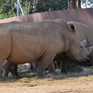 White Rhinos at Zoo Santo Inácio