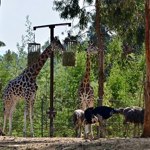 Giraffes and Ostriches at Zoo Santo Inácio