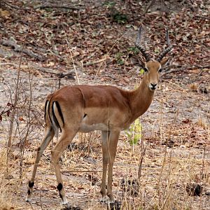 common impala (Aepyceros melampus melampus)