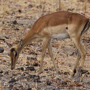 common impala (Aepyceros melampus melampus)