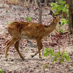 southern puku (Kobus vardonii vardonii)
