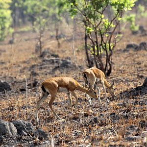 Central oribi (Ourebia ourebi hastata)
