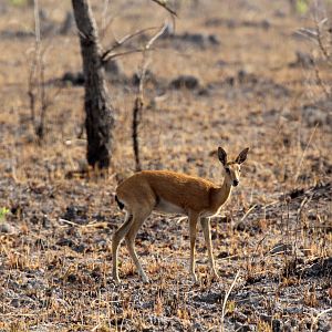 Central oribi (Ourebia ourebi hastata)
