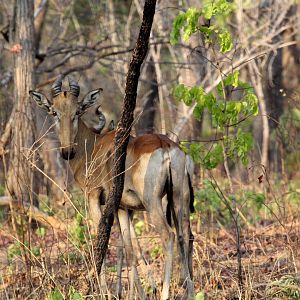 Lichtenstein's hartebeest (Alcelaphus buselaphus lichtensteinii)