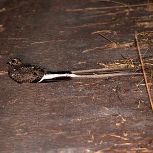 Pennant-winged Nightjar (Caprimulgus vexillarius)