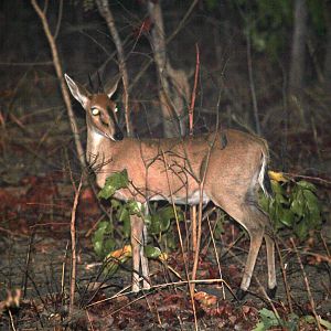 Angolan Common Duiker (Sylvicapra grimmia splendidula)