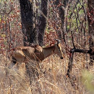 Lichtenstein's hartebeest (Alcelaphus buselaphus lichtensteinii)