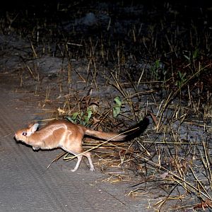 South African springhare (Pedetes capensis)