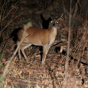 Sharpe's grysbok (Raphicerus sharpei)
