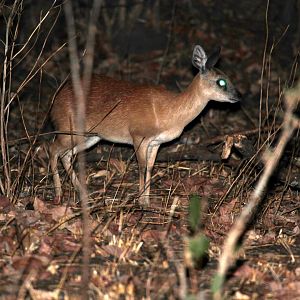 Sharpe's grysbok (Raphicerus sharpei)