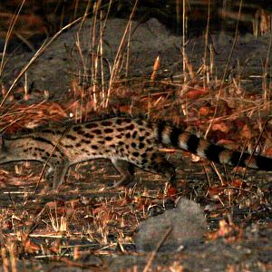 rusty-spotted genet (Genetta maculata) species ID?
