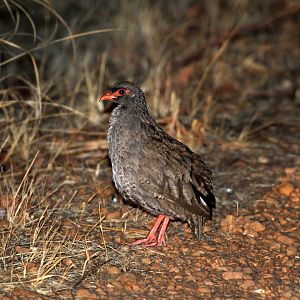 Red-necked Francolin (Pternistis afer)