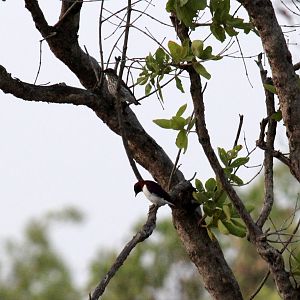 Violet-backed Starling (Cinnyricinclus leucogaster)