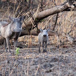 Central African warthog (Phacochoerus africanus massaicus)