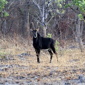Zambian Sable Antelope ((Hippotragus niger kirkii)