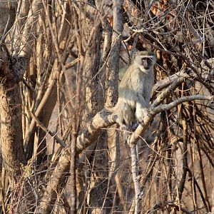 malbrouck (Chlorocebus cynosuros)