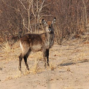 Defassa Waterbuck (Kobus ellipsiprymnus defassa) young