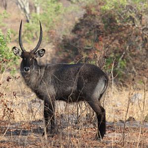 Defassa Waterbuck (Kobus ellipsiprymnus defassa)