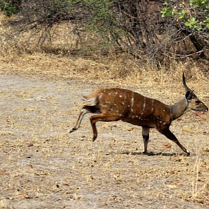 Chobe bushbuck (Tragelaphus sylvaticus ornatus)