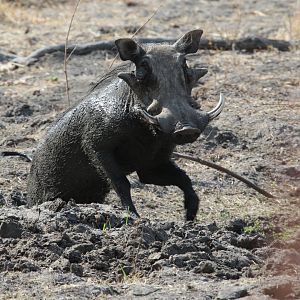 Central African warthog (Phacochoerus africanus massaicus)