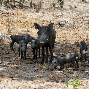 Central African warthog (Phacochoerus africanus massaicus)