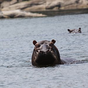 Cape hippopotamus or South African hippopotamus (Hippopotamus amphibius capensis)