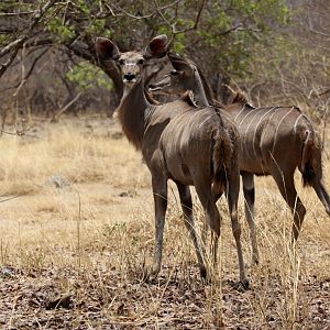 Zambesi Greater kudu (Tragelaphus strepsiceros zambesiensis)