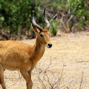 southern puku (Kobus vardonii vardonii)