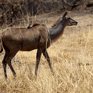 Zambesi Greater kudu (Tragelaphus strepsiceros zambesiensis) and Yellow-billed Oxpecker (Buphagus africanus)