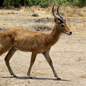 southern puku (Kobus vardonii vardonii)