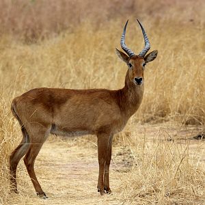 southern puku (Kobus vardonii vardonii)