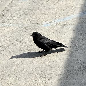 Road Trip to Homer - Northwestern Crow.