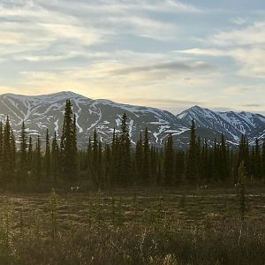 Roadtrip to Denali - Caribou along Broad Pass.