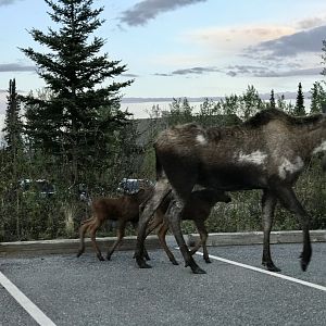 Roadtrip to Denali-Moose