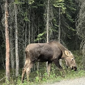 Roadtrip to Denali-Moose