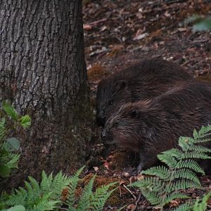 European Beaver