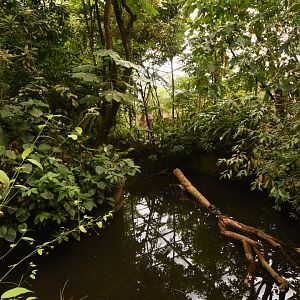 Burgers' Bush - Former Manatee pool