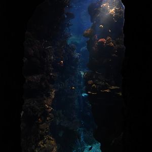 Burgers' Ocean - Reef crevasse 2nd viewing window