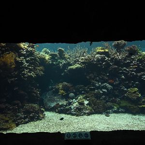 Burgers' Ocean - Living coral reef first viewing window