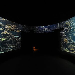 Burgers' Ocean - Living coral reef second viewing window