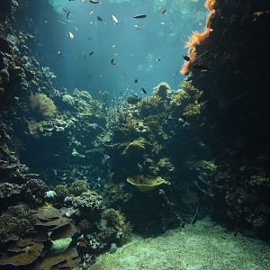 Burgers' Ocean - Living coral reef second viewing window