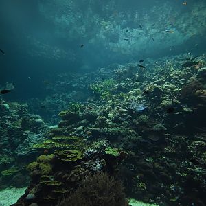 Burgers' Ocean - Living coral reef third viewing window