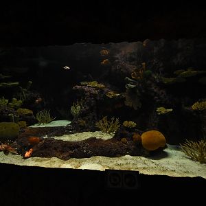 Burgers' Ocean - Lionfish tank