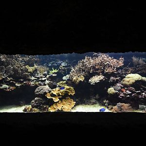 Burgers' Ocean - Smaller coral reef tank