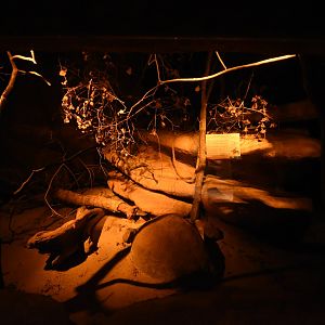 Burgers' Desert - Ringtail enclosure