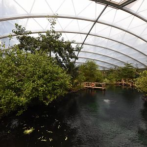 Burgers' Mangrove - Manatee tank