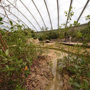 Burgers' Mangrove - First view on mudflat