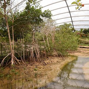 Burgers' Mangrove - Mudflat